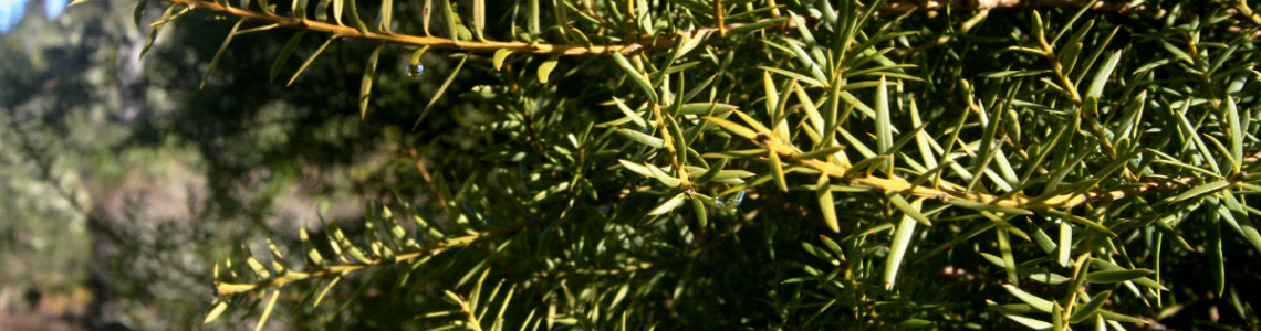 TÄtÄhoata Marae